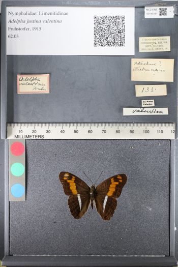 Media type: image;   Entomology 145181